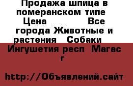 Продажа шпица в померанском типе › Цена ­ 20 000 - Все города Животные и растения » Собаки   . Ингушетия респ.,Магас г.